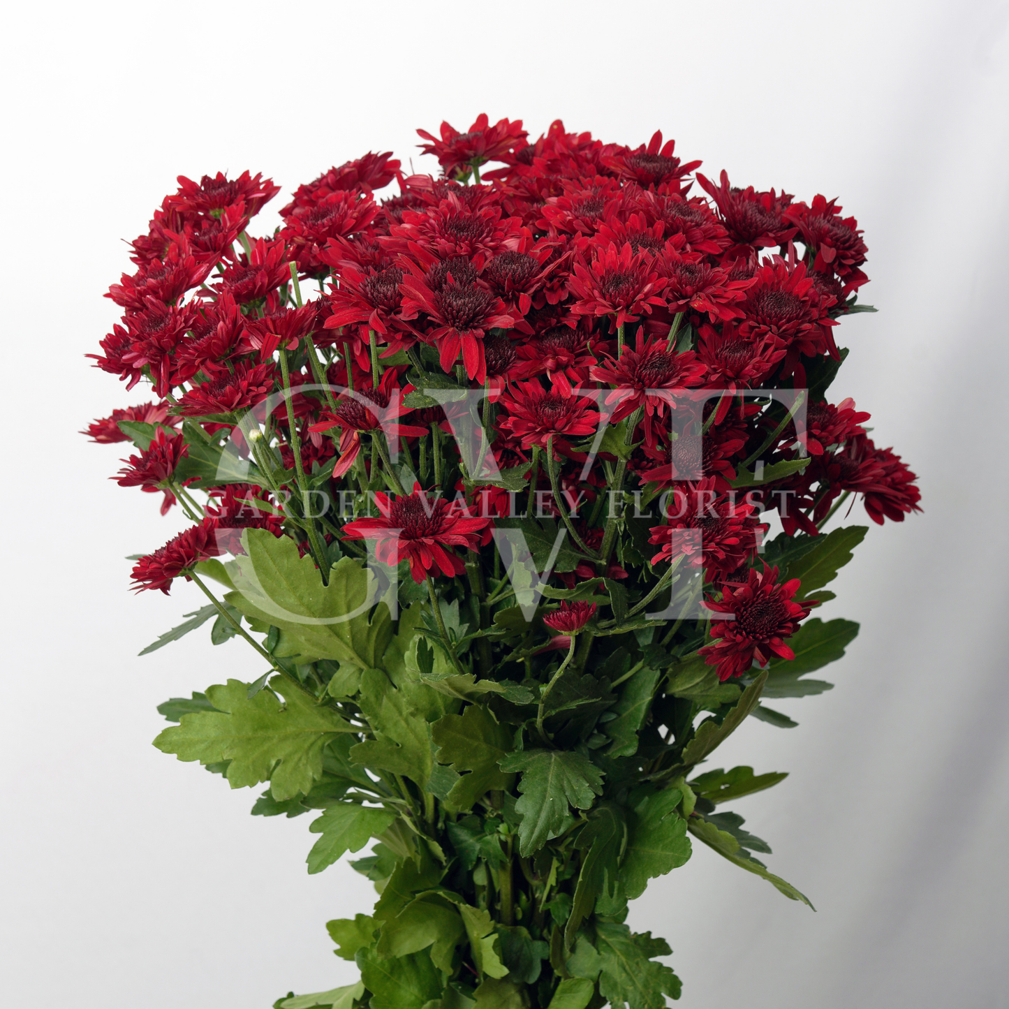 Chrysanthemum Blooms: Elegant Floral Treasures