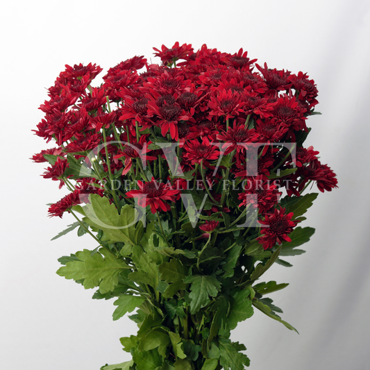 Chrysanthemum Blooms: Elegant Floral Treasures