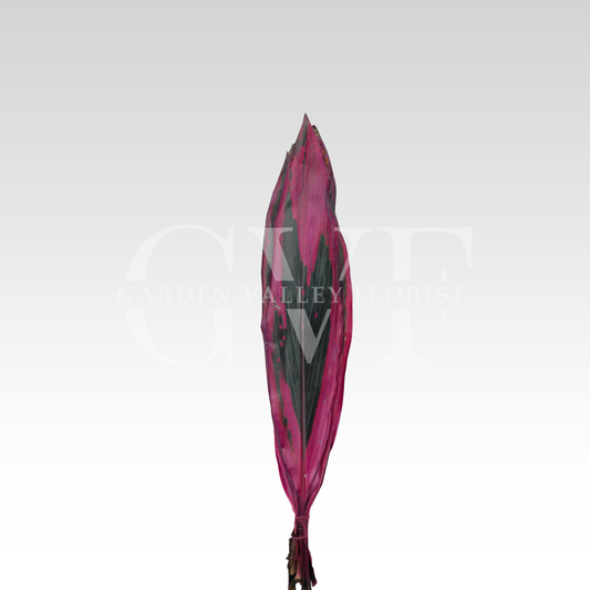 Red Dracena Leaves