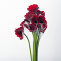 Red Gerbera: Passion & Timeless Elegance