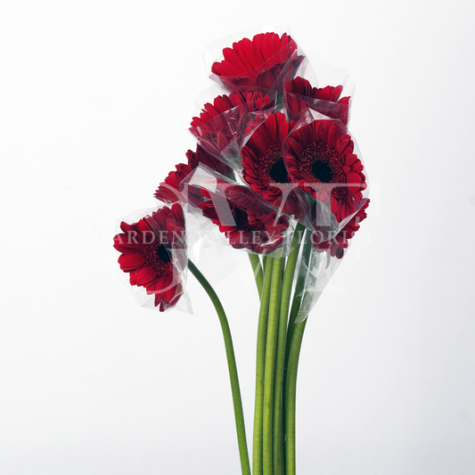Red Gerbera: Passion & Timeless Elegance