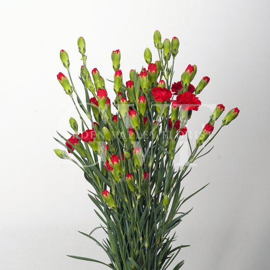 Spray Carnations
