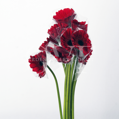 Fresh Gerbera Flowers – Vibrant & Elegant Blooms