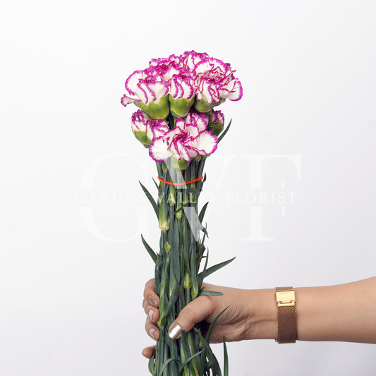 Shaded Purple Carnations