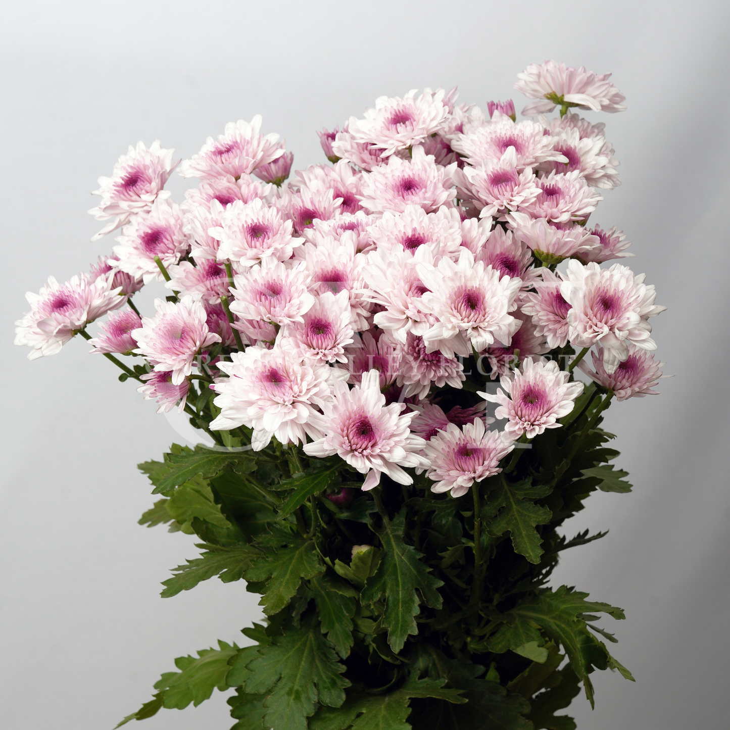 Chrysanthemum Blooms: Elegant Floral Treasures