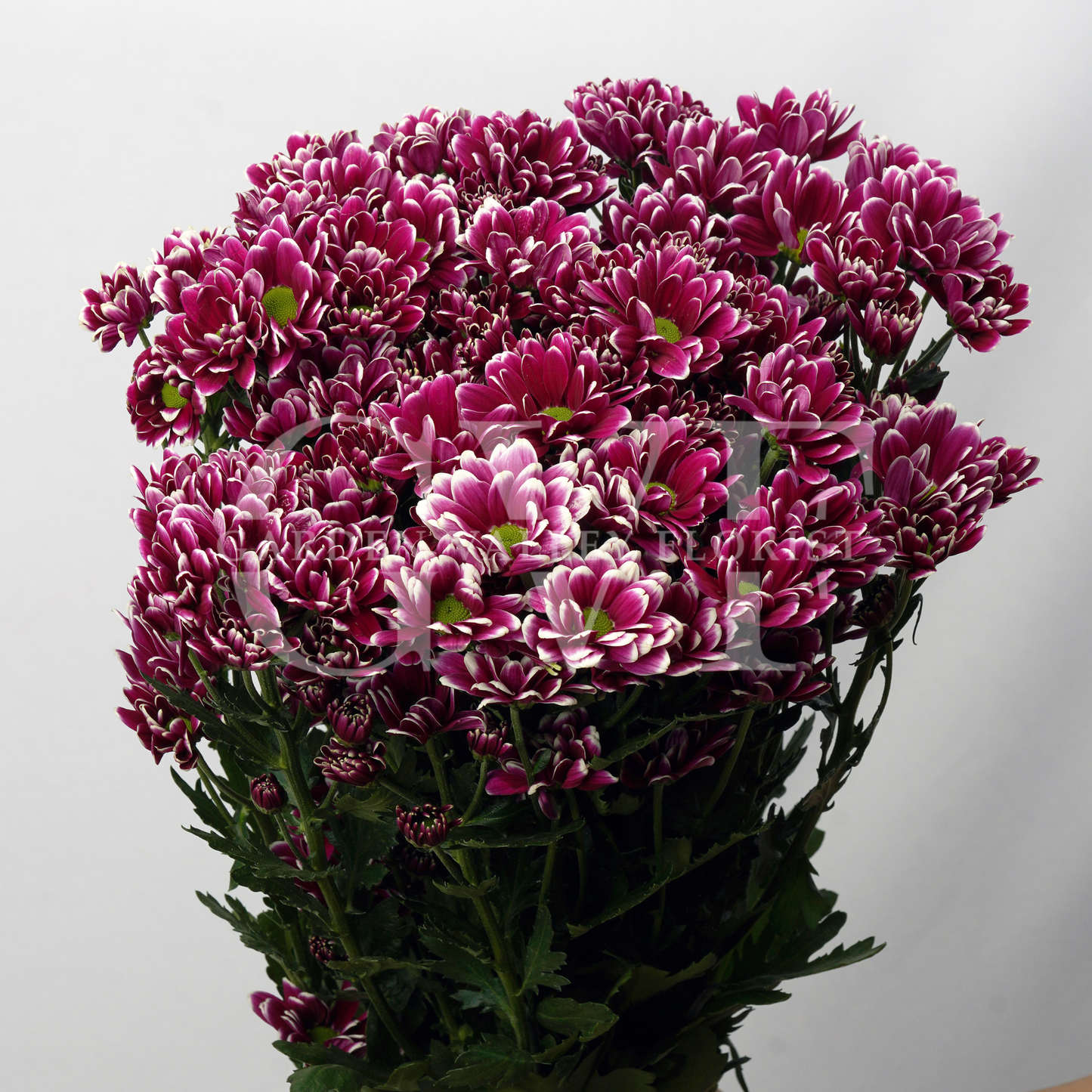 Chrysanthemum Blooms: Elegant Floral Treasures