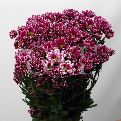 Chrysanthemum Blooms: Elegant Floral Treasures