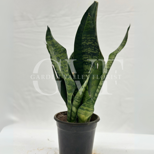 Snake Plant