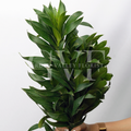Song Of Jamaica Leaves