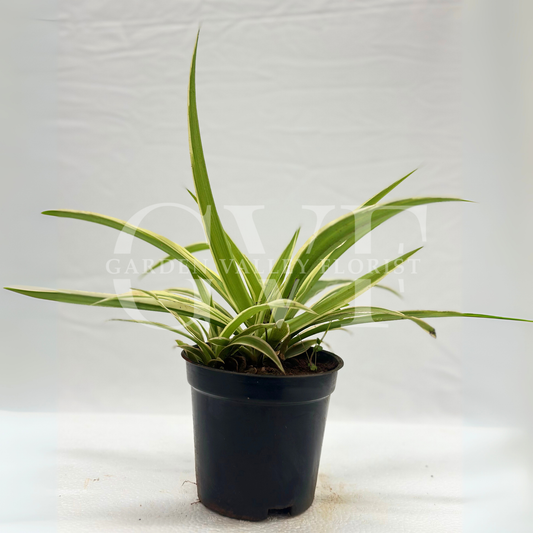 Spider Plant