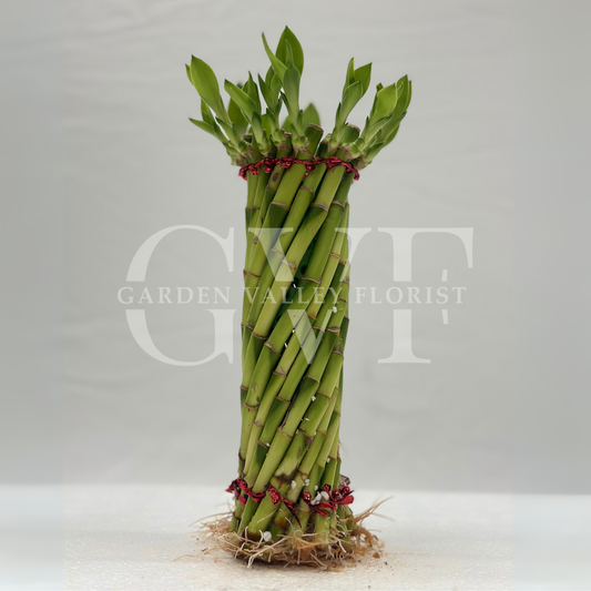 Small Wheel Bamboo Plant