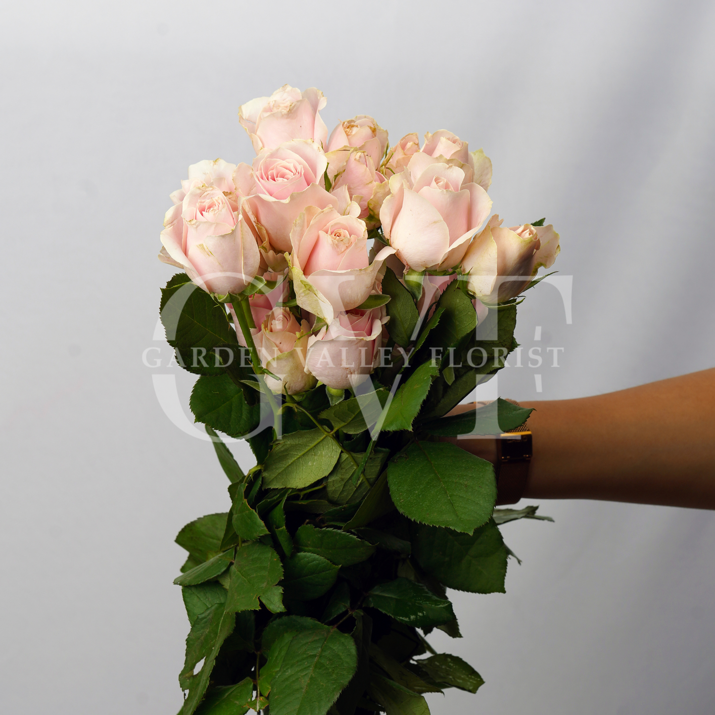 Sweet Avalanche Rose