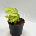Syngonium Plant