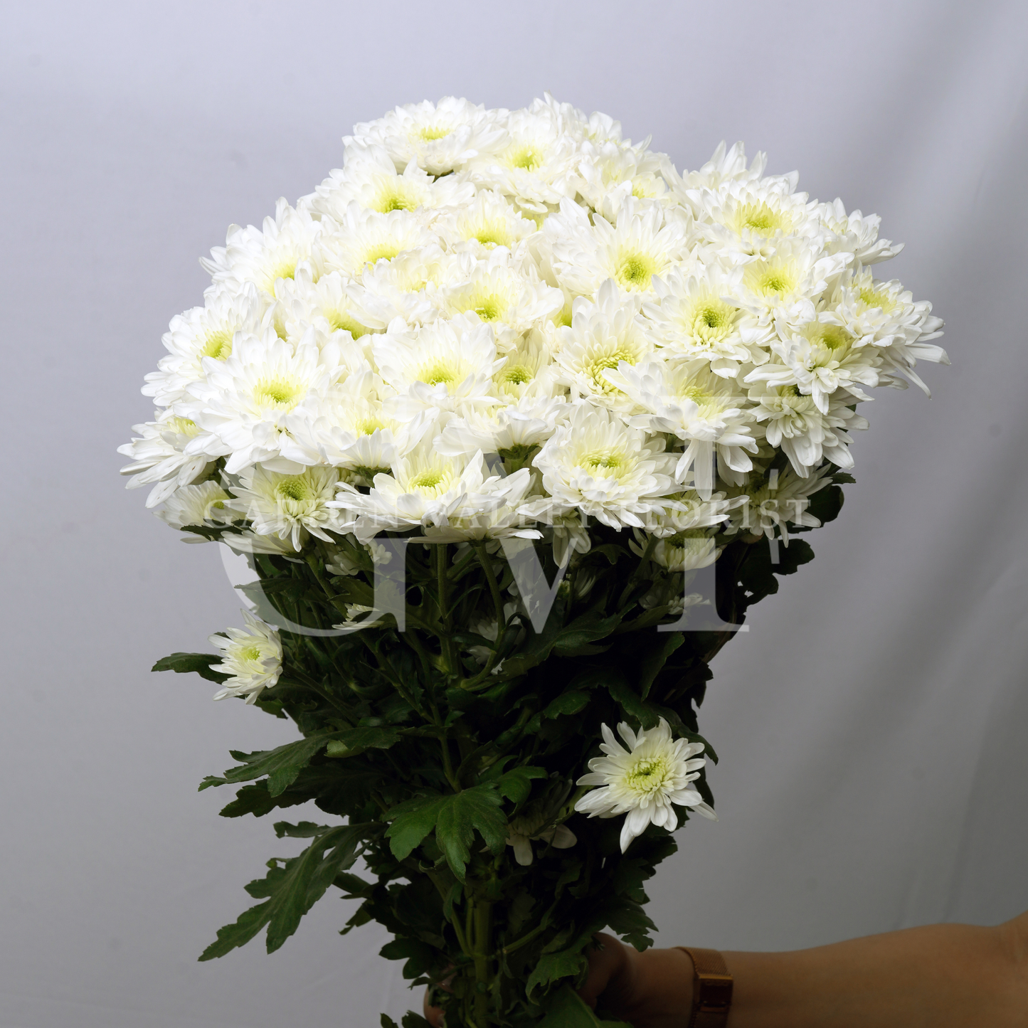 Chrysanthemum Blooms: Elegant Floral Treasures