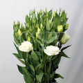 White Lisianthus: Pure Elegance & Timeless Grace