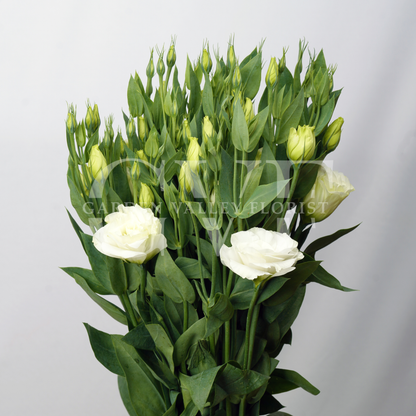 Lisianthus (Astoma): Delicate Beauty & Timeless Grace