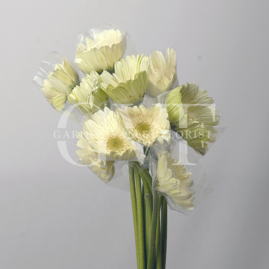 Gerbera: Pure Elegance & Timeless Charm