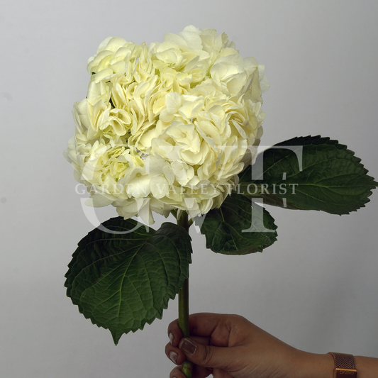 White Hydrangeas