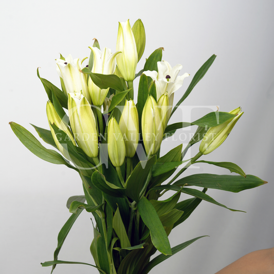 Oriental Lily