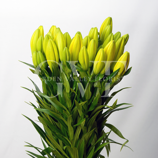 Asiatic Lily