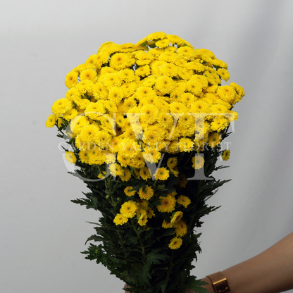 Button Chrysanthemum Elegance: Timeless Floral Beauty