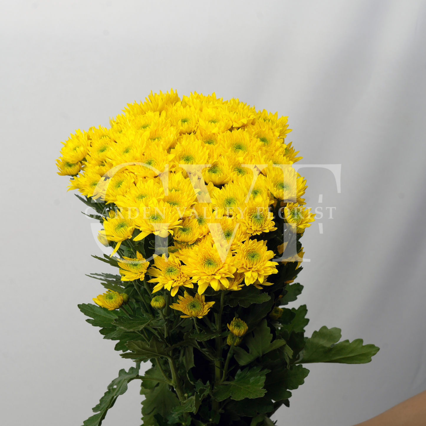 Chrysanthemum Blooms: Elegant Floral Treasures