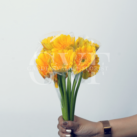 Yellow Gerbera: A Burst of Joy & Positivity