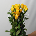 Yellow Rose