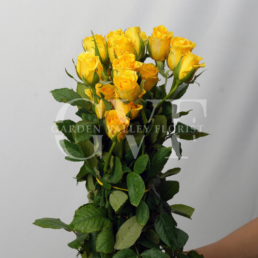 Yellow Rose