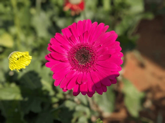 Dark Pink Gerbera: Bold Beauty & Admiration