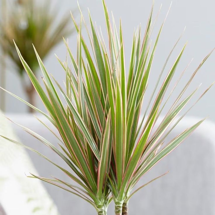 Ribbon Leaves